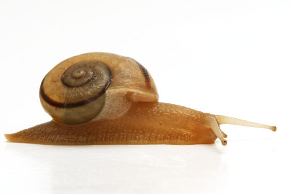 Epiphragmorpha rhathymus Argentina semiadult